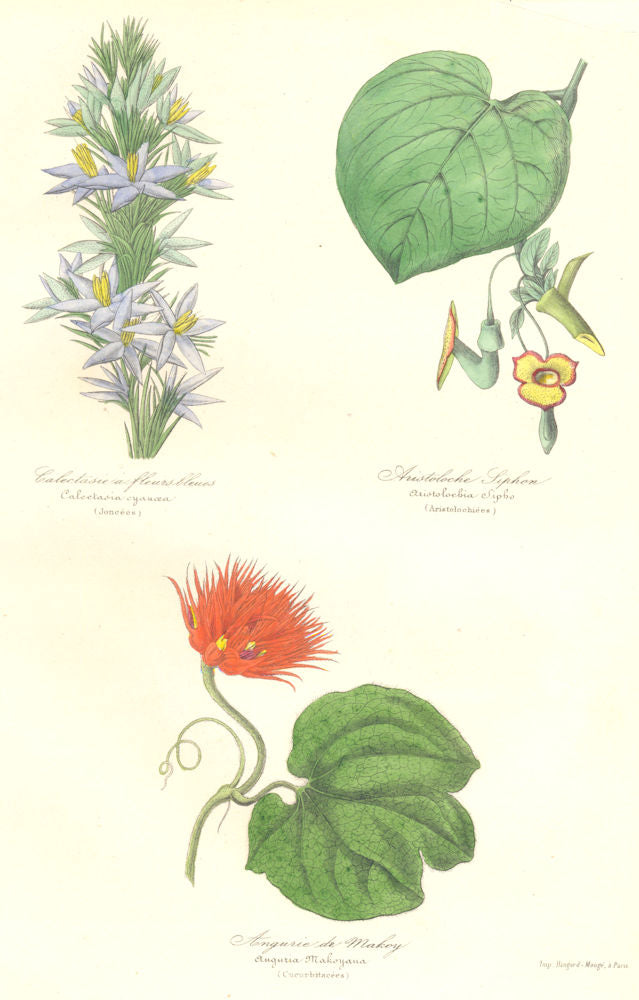 BOTANICALS. Calectasia cyanea; Aristolochia sipho; anguria makoyana 1852 print